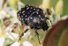 Oxythyrea funesta